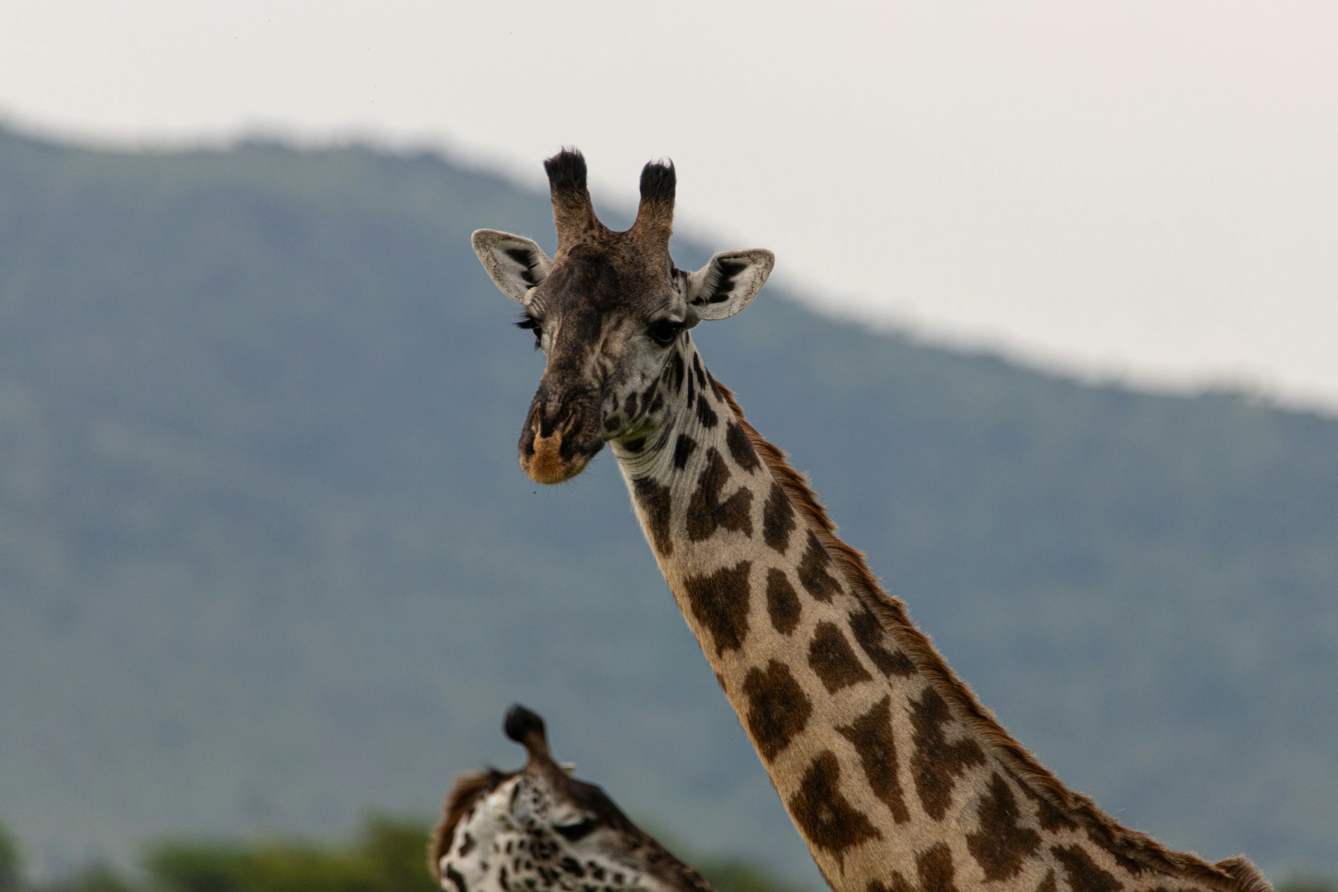 a couple of giraffe standing next to each other