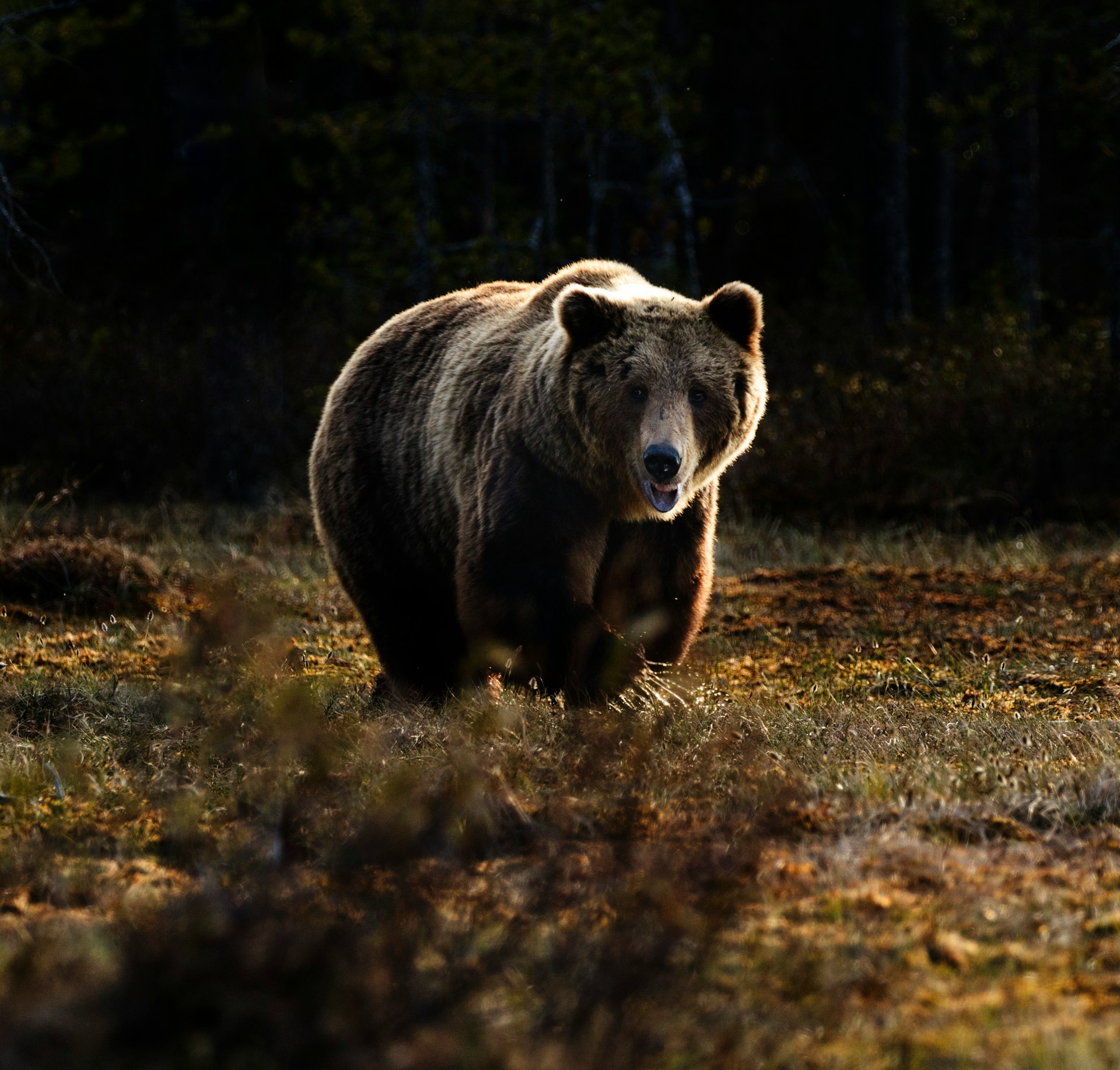 brown bear